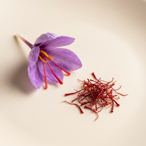 a purple saffron crocus flower with three red stigmas and a small loose pinch of dried red saffron threads beside it