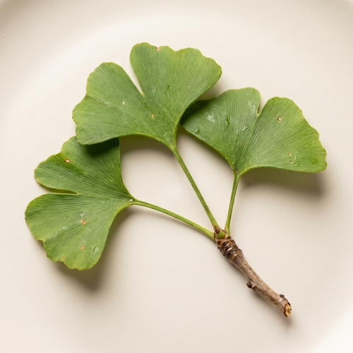 a short ginkgo twig with three fan shaped fresh green leaves and their characteristic radiating veins