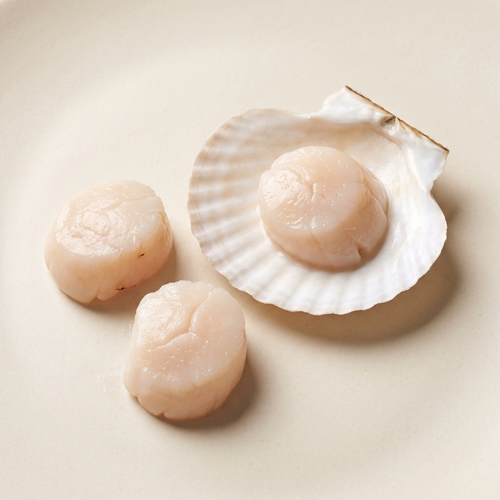 three fresh raw scallop meats, one resting in a clean open scallop half-shell
